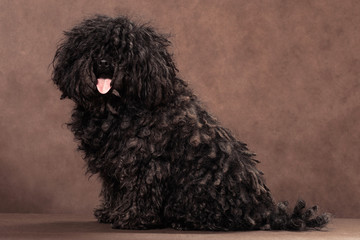 A small shaggy black-brown puli breed dog sits on a brown background