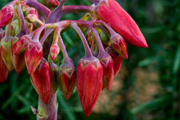 blossoms of succulent plant in the garden