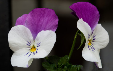 Swiss pansy flower in purple and white