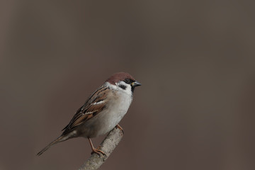 Forest brown sparrow on a blurry brown background. Portrait.