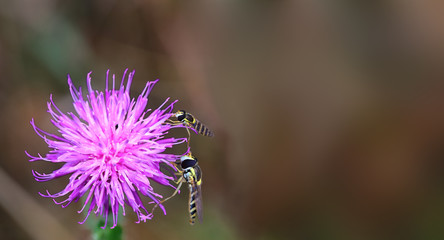 Insects on a thistle flower ..