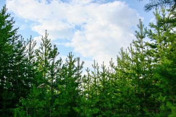 Fototapeta premium Siberian nature