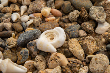 seashells on stones on the seashore