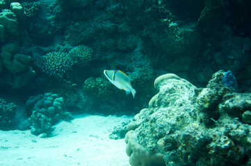 Picassodrückerfisch