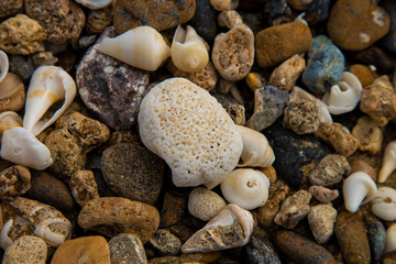 seashells on stones on the seashore