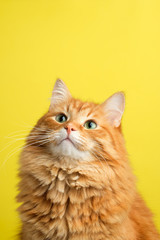  beautiful ginger cat