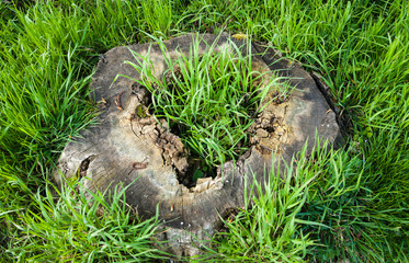 moss on tree stump