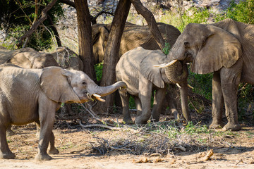 mother and baby elephant