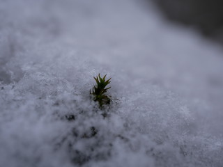 Green lush moss on a tree trunk covered with snow on a cloudy winter day.