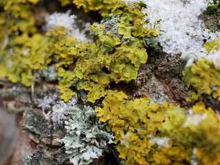 Green lush moss on a tree trunk covered with snow on a cloudy winter day.