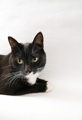 Black and white cat on white background. Black-and-white a lies. Cat eye