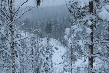 Snow-covered forest on the hillside