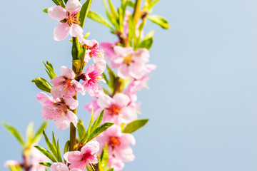 Obraz premium Peach branch with pink flowers on light blue sky background_
