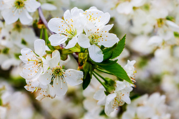 Cherry branch with white flowers and young leaves_