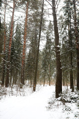 Winter landscape of country fields and roads