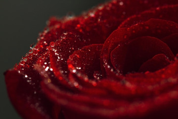Red rose with water drops close-up. Macro drops. Beautiful rose for the holiday. Scarlet rose flower macro photography.