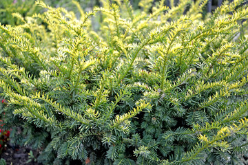 Ground hemlock, Aurea variety (Taxus canadensis Marshall)