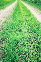 Bright spring greens at dawn in the forest. Nature comes to life in early spring.