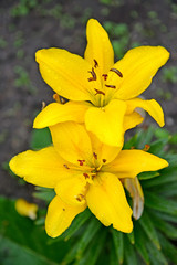 Two flowers of yellow lily close-up