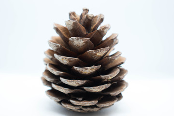 One pine cone isolated on white background