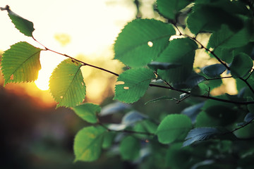 Bright spring greens at dawn in the forest. Nature comes to life in early spring.