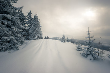 Beautiful snow-covered slope with fir trees