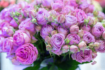 Fresh purple roses. Large, beautiful bouquet of purple roses