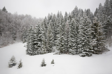 Snowy hill with fir trees and snow