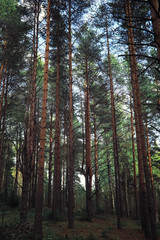 Bright spring greens at dawn in the forest. Nature comes to life in early spring.