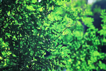 Bright spring greens at dawn in the forest. Nature comes to life in early spring.