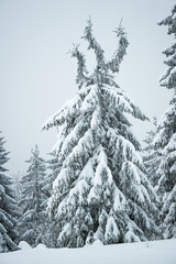 Fototapeta premium Bottom view beautiful slender snowy fir trees