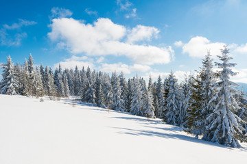 Fototapeta na wymiar Tall slender snowy fir trees grow on a hill