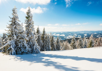 Tall slender snowy fir trees grow on a hill