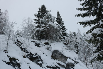 Snow-covered forest on the slope of the rocks