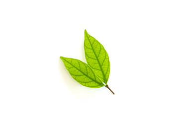 Close up of young nature green leaf isolated on white background using as natural plants landscape, ecology wallpaper concept.