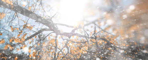 Background autumn park in the first snow