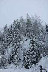 Snow-covered forest on the mountainside