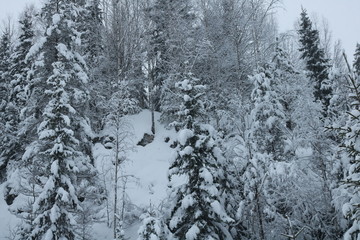 trees in winter