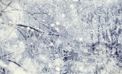 Winter forest landscape. Tall trees under snow cover. January frosty day in the park.