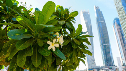 Day view of the Luxurious Dubai Marina and Green Tree closeup with white flowers in UAE taken at bright sunny day. Luxury lifestyle and travel.