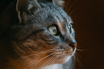 Beautiful gray cat looks to the side