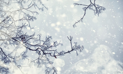 Winter forest landscape. Tall trees under snow cover. January frosty day in the park.