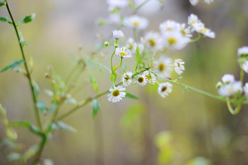 Small white flowers Green flower stalk Green background Shooting with macro distance with copy space.