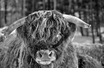 Big Scotch Highland bull