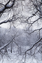 Winter forest landscape. Tall trees under snow cover. January frosty day in the park.