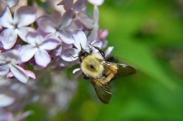 Bumblebee at work