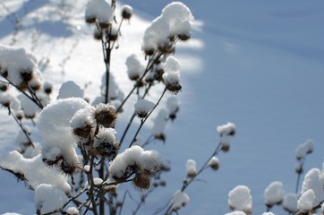 Plants under snow