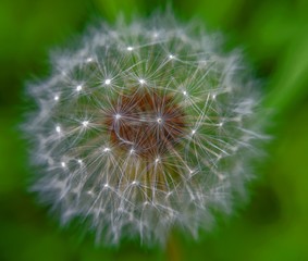 dandelion on green background