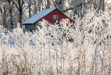 Trees, dry grass and bushes are covered with hoarfrost on a frosty day.