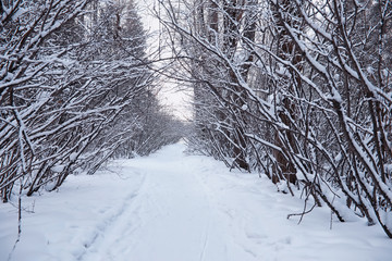 Winter forest landscape. Tall trees under snow cover. January frosty day in the park.